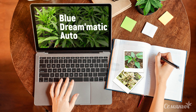Гроурепорт сорта Blue Dream'matic