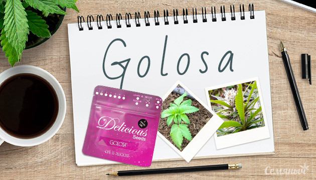 Гроурепорт сорта Golosa от Delicious Seeds