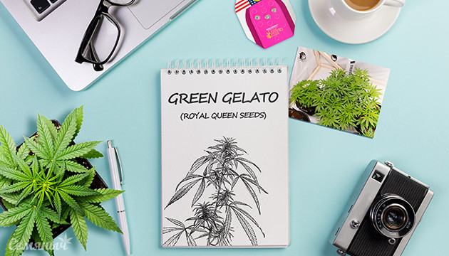 Гроурепорт сорта Green Gelato