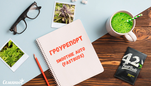 Гроурепорт сорта Smoothie Auto