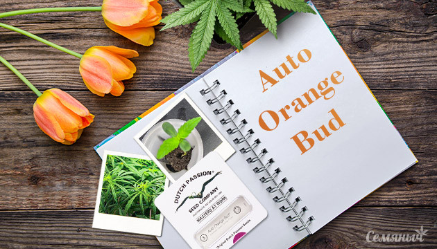 Гроурепорт сорта Auto Orange Bud от Dutch Passion