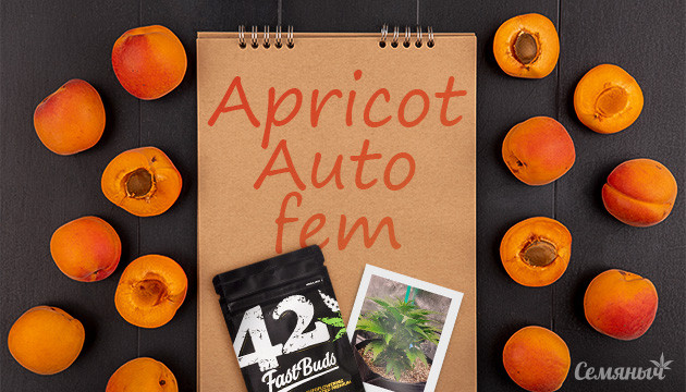 Гроурепорт сорта Apricot Auto fem от FastBuds