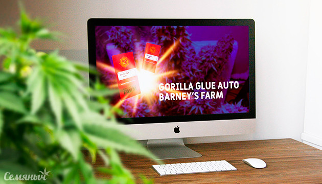 Гроурепорт сорта Gorilla Glue Auto от Barney's Farm