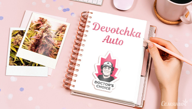Гроурепорт сорта Devotchka auto от Doctor’s Choice