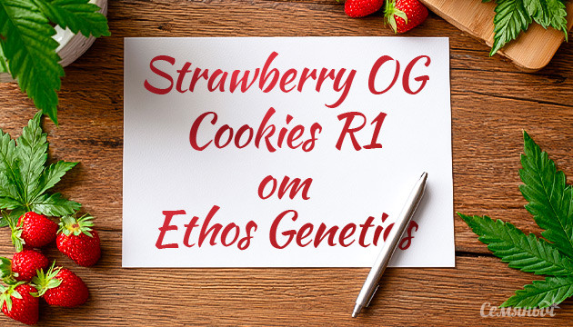 Гроурепорт сорта Strawberry OG Cookies R1 fem от сидбанка Ethos Genetics